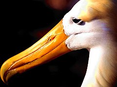 Waved Albatross, Galapagos Islands